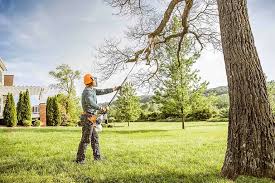 Best Tree Risk Assessment  in Conway, PA