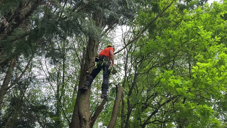 Best Utility Line Clearance  in Conway, PA